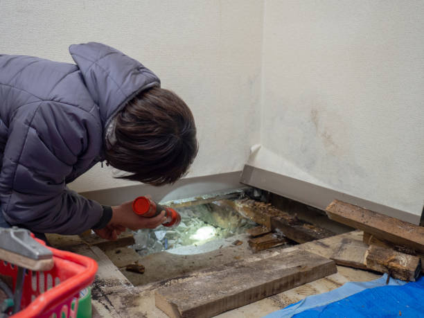 Best Residential Mold Inspection & Testing  in Grace, ID