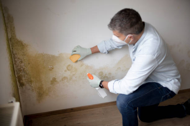 Best Real Estate Mold Inspection  in Grace, ID